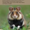 Atlas of European Mammals