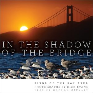 In the Shadow of the Bridge: Birds of the Bay Area