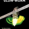 The Glow-worm: The Natural History of Lampyris noctiluca