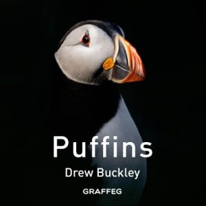 Puffins