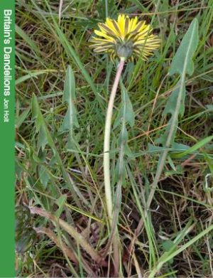 Britain's Dandelions: A Photographic Guide