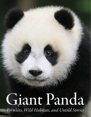Giant Panda