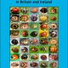 The Pocket Guide to Ladybirds in Britain and Ireland