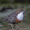Hampshire Bird Report 2022